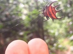 Gasteracantha curvispina
