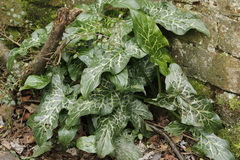 Arum italicum italicum