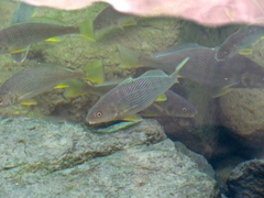 Umbrina roncador