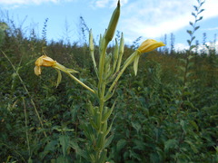 Oenothera stucchii