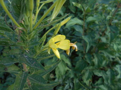 Oenothera stucchii