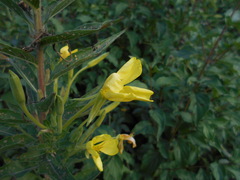 Oenothera stucchii