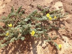 Oenothera drummondii