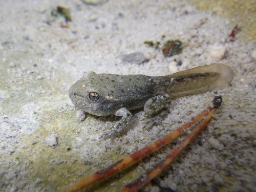Common Midwife Toad