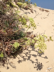 Crithmum maritimum