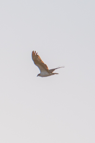iNaturalist observation photo of Osprey