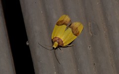 Heterallactis euchrysa