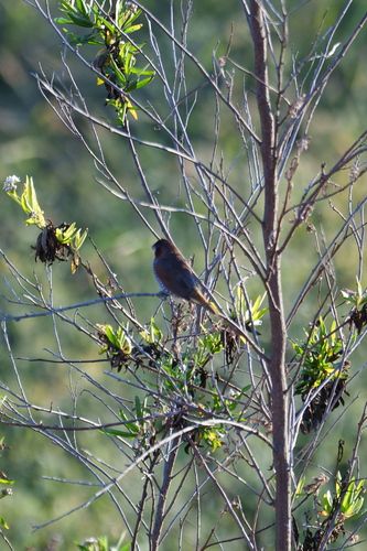 iNaturalist observation photo of Scaly-breasted Munia