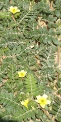 Tribulus terrestris