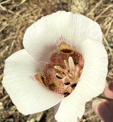 Calochortus argillosus