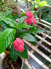 Angiospermae