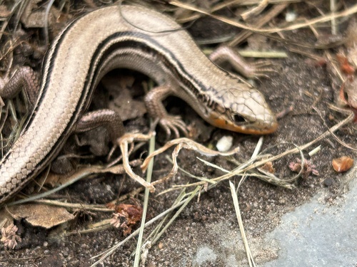 Northern Prairie Skink, Plestiodon septentrionalis