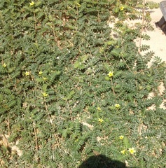 Tribulus terrestris