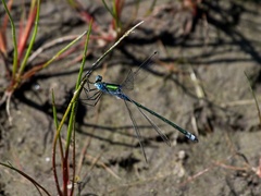 Lestes sponsa
