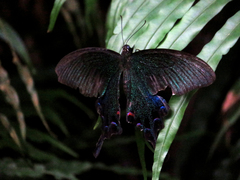 Papilio bianor thrasymedes