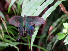 Papilio bianor thrasymedes