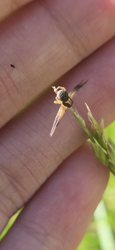 Xysticus texanus
