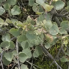 Betula pubescens pumila
