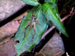 Cardiodactylus guttulus