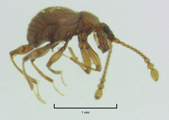 Gerallus punctipennis