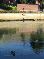 Anser anser domesticus