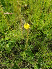 Berkheya radula