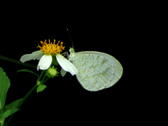 Leptosia nina niobe