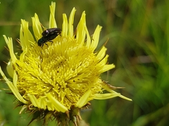 Berkheya radula