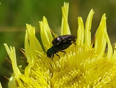 Coraebini