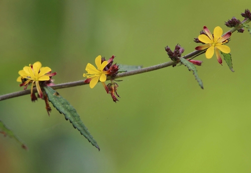 Triumfetta rhomboidea iNat (3)