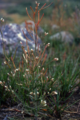 Crucihimalaya bursifolia