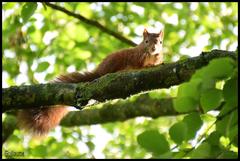 Sciurus vulgaris