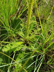 Berkheya radula