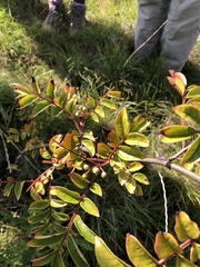 Zanthoxylum simulans