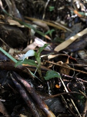 Cheirostylis octodactyla