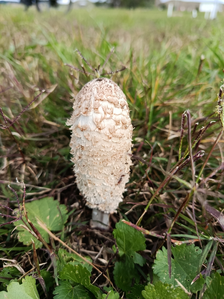 Coprinus comatus · May 2025 · photo: © pinkiellie (iNaturalist, cc0)