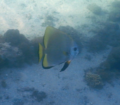 Platax boersii