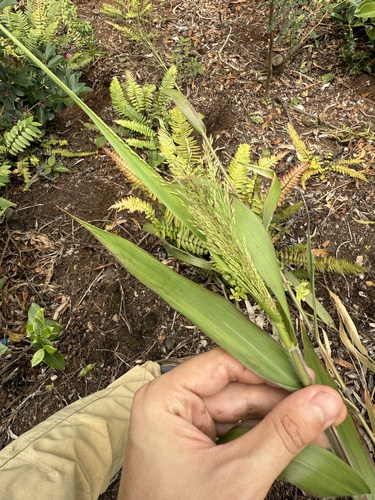 Panicum nephelophilum observed 2025-05-18