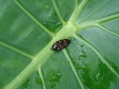 Okiscarta uchidae