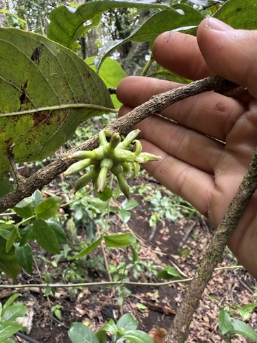 Gynochthodes trimera observed 2025-05-18