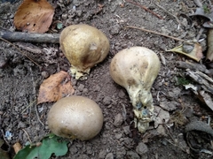 Scleroderma flavidum