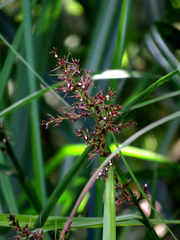 Scleria terrestris