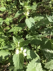 Lamium album