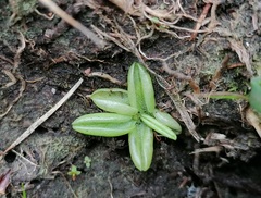 Pinguicula lusitanica