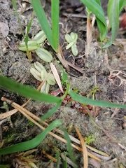 Pinguicula lusitanica