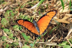 Hypolimnas misippus