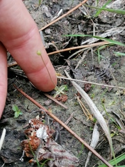Pinguicula lusitanica