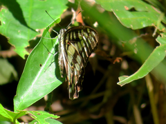Graphium doson postianus