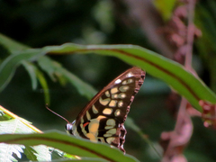 Graphium doson postianus