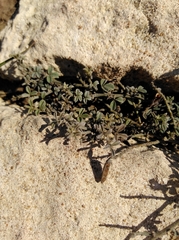 Indigofera sp12